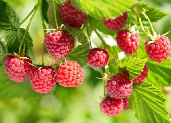 Votaniki Latham Red Raspberry Plant - Perennial Raspberry, Sweet Flavorful Berries, 1-2 Ft Plant | High Yield and Easy to Grow