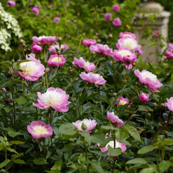 Votaniki Bowl of Beauty Peony - Perennial & Fragrant Flower Plant, Paeonia Lactiflora ‘Bowl of Beauty' (Peony) Roots for Planting | Pink Peonies Roots, Easy to Grow