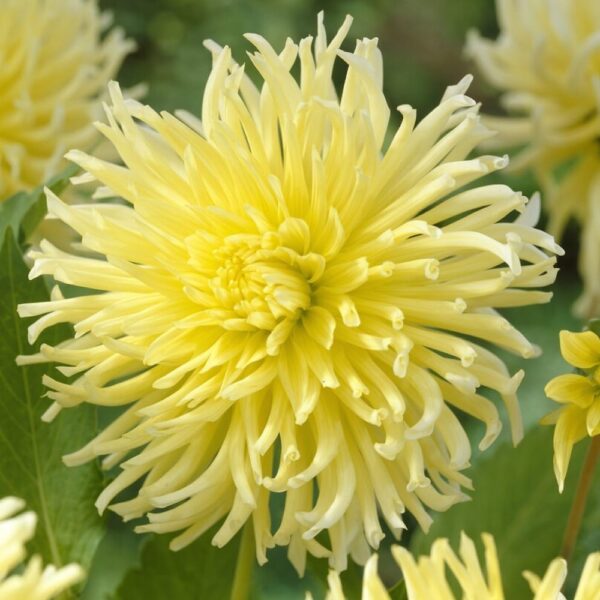 Votaniki Dahlia Cactus Yellow Star - Perennial Yellow Dahlia, Large Flowering Dahlia Tuber for Planting | Summer/Fall Flowers, Dahlia Tubers - Easy to Grow