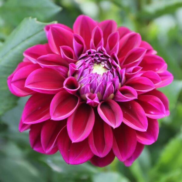 Votaniki Dahlia Decorative Diva - Perennial Dahlia 'Diva' Tubers Ready to Plant | Blooms Summer Through Fall, Large Flowering Dahlia - Easy to Grow