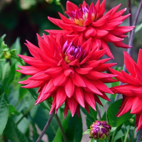 Votaniki Witteman's Best Dahlia Bulbs - Long Lasting Blooms, Perennial Dahlia Flower Bulbs for Planting - Easy to Grow and Low Maintenance