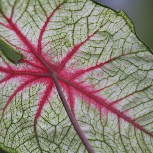 Votaniki Caladium Fancy White Queen - Perennial Caladium Tubers Ready for Planting | Spectacular Foliage Plant, Perfect for Indoor & Outdoor