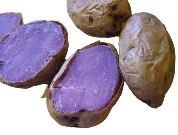 Votaniki Adirondack Blue Potato Tuber Seedling - Nutty Flavor, High Harvest Potato | Adirondack Blue Potato Tubers for Planting - Easy to Grow