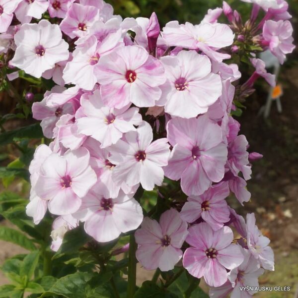 Votaniki Picasso Phlox Bare Root - Large Clusters of White & Purple Flowers - Perennial Phlox Flower Bare Root for Planting - Stunning Colors and Fragrance