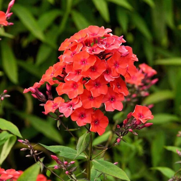 Votaniki Orange Perfection Phlox Roots - Stunning Blooms and Sweet Fragrance, Attracts Pollinators | Phlox Roots for Planting - Hardy and Versatile Perennial Plant!