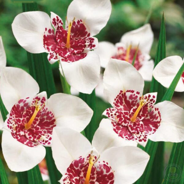 Votaniki Tigridia Pavonia 'Alba' Grandiflora - Perennial Tigridia Flowering (Tiger Flower) Bulbs | Summer Flowers, Tigridia Bulbs - Easy to Grow