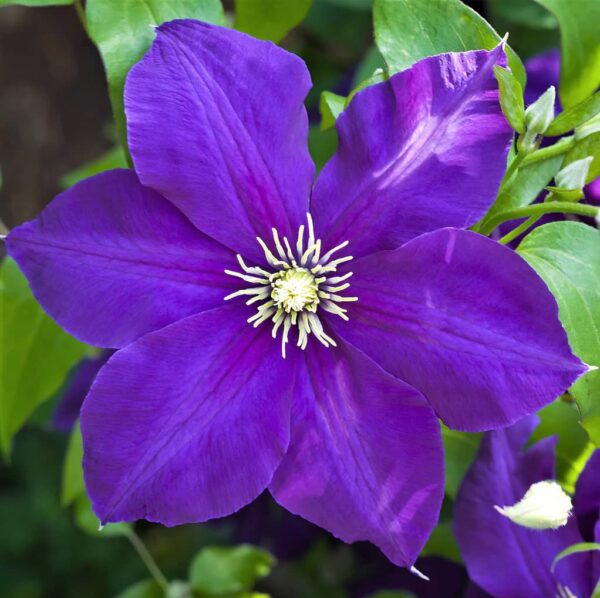 Votaniki Jackmanii Clematis Roots - Vibrant, Perennial Jackmanii Flower | Jackmanii Clematis Roots for Long-Lasting Beauty - Jackmanii Clematis Vine