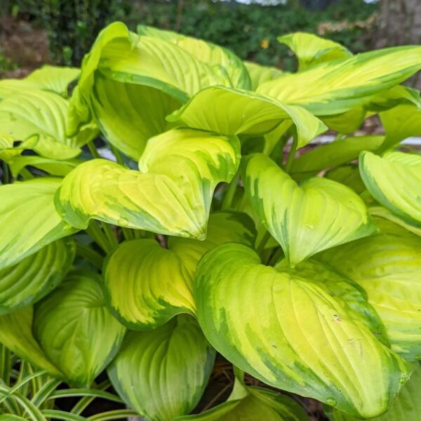 Votaniki Stained Glass Hosta Bulbs - Beautiful Leaves, Perennial Hosta Bulbs for Planting - Perfect Addition to Any Garden | Fast Growing and Low Maintenance Plants