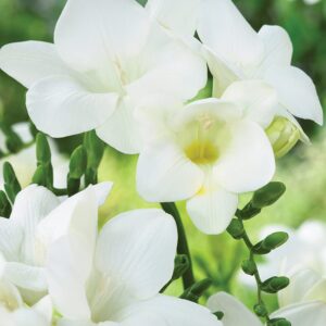 Votaniki Single White Freesia - Fragrant Blooms, Perennial Freesia Bulbs for Planting | Spring Flower Bulbs, Freesia Hybrid 'White' - Easy to Grow