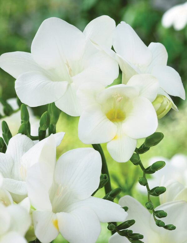 Votaniki Single White Freesia - Fragrant Blooms, Perennial Freesia Bulbs for Planting | Spring Flower Bulbs, Freesia Hybrid 'White' - Easy to Grow