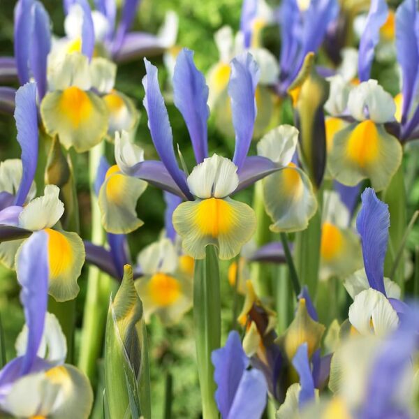 Votaniki Montecito & Miss Saigon Iris Mix Bulbs - Perennial Dutch Iris, Fragrant Blooms | Spring Flowering 15x Montecito and 15x Miss Saigon Iris Bulbs - Easy to Grow