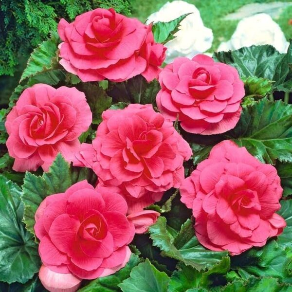 Votaniki Double Pink Begonia Bulbs- Spectacular Flowers, Perennial Pink Begonia | Summer Flowering Bulbs - Easy to Grow