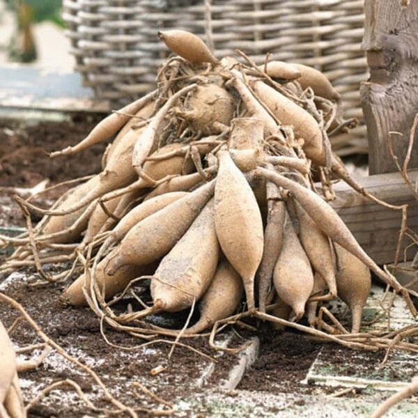 Votaniki Dahlia Decorative Diva - Perennial Dahlia 'Diva' Tubers Ready to Plant | Blooms Summer Through Fall, Large Flowering Dahlia - Easy to Grow