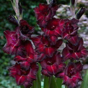 Votaniki Black Star Gladiolus Bulbs - Long Lasting Blooms, Perennial Gladioli Flower Bulbs for Planting | Easy to Grow - Perfect for Any Garden