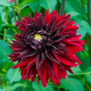 Votaniki Black Touch Dahlia Bulbs - Perennial, Long Lasting Blooms | Fast Growing Dahlia Bulbs for Planting - Eye Catching Garden Displays