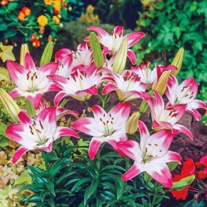 Votaniki Lollypop Asiatic Lily Bulbs - Perennial, Long Lasting Blooms, Lilium Asiatic 'Lollypop' | Summer Flowering Bulbs, Easy to Grow