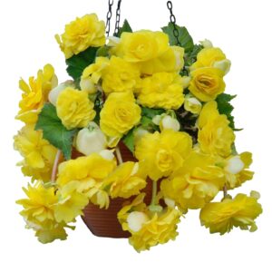 Votaniki Yellow Cascade Begonia Bulbs - Hanging Basket Flower, Begonia Bulbs for Planting - Beautiful and Versatile Yellow Cascade Begonia Flower - Perfect for Indoor and Outdoor