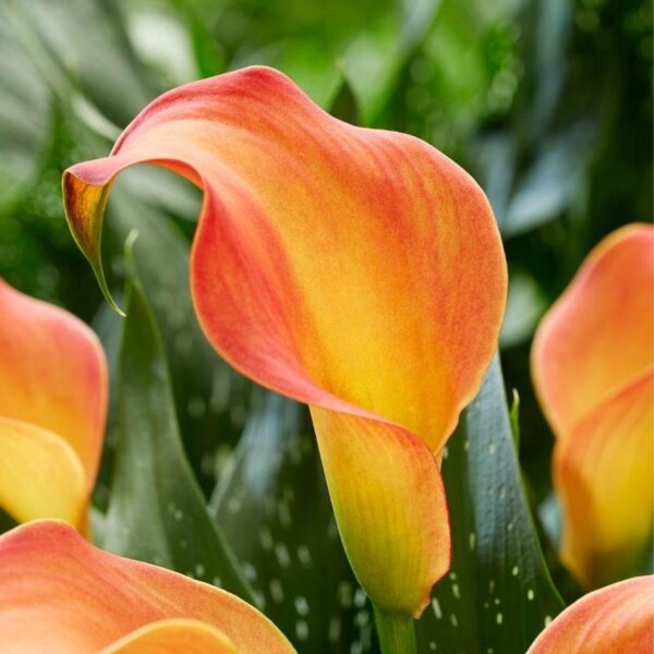 Votaniki Calla Lily Morning Sun - Attracts Bees, Attracts Pollinators, Perennial Calla Lily Bulbs for Planting, Orange/Yellow Flower Bulbs | Summer Flowering Bulbs - Easy to Grow & Maintain