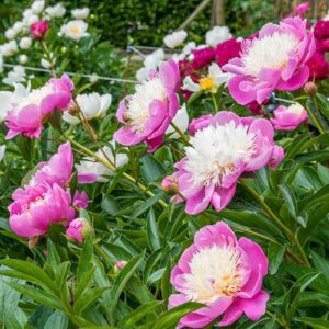 Votaniki Bowl of Beauty Peony - Perennial & Fragrant Flower Plant, Paeonia Lactiflora ‘Bowl of Beauty' (Peony) Roots for Planting | Pink Peonies Roots, Easy to Grow