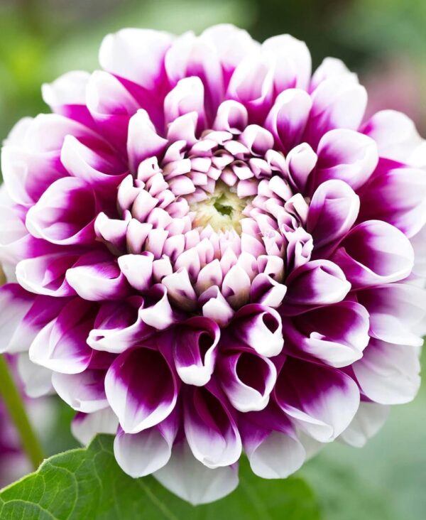 Votaniki Decorative Dahlia Edinburgh - Long Lasting Blooms, Perennial Dahlia 'Edinburgh' Tubers for Planting | Summer Flower, Dahlia Tubers - Easy to Grow