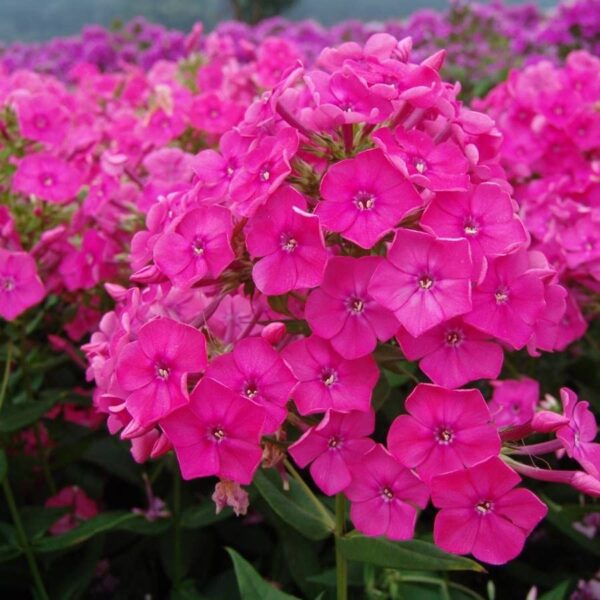 Votaniki Pink Attraction Phlox Bare Root - Perennial, Versatile, and Suitable for Various Planting - Beautiful Pink Blooms for Any Garden - Long Blooming Season