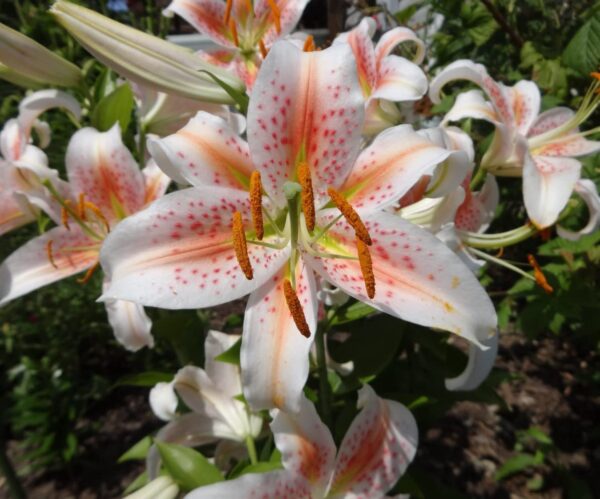 Salmon Star Oriental Lily Bulbs - Perennial, Long Lasting Blooms, Fragrance Lily Flowering Bulbs | Easy to Grow - Perfect for Cut Lily Flower