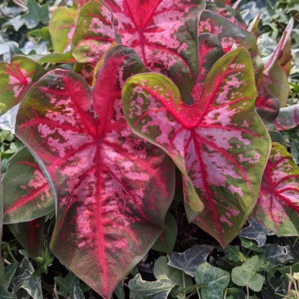 Votaniki Caladium Fancy Carolyn Whorton - Perennial Caladium Tuber for Planting, Striking Foliage | Perfect for Indoor and Outdoor - Easy to Grow Caladium