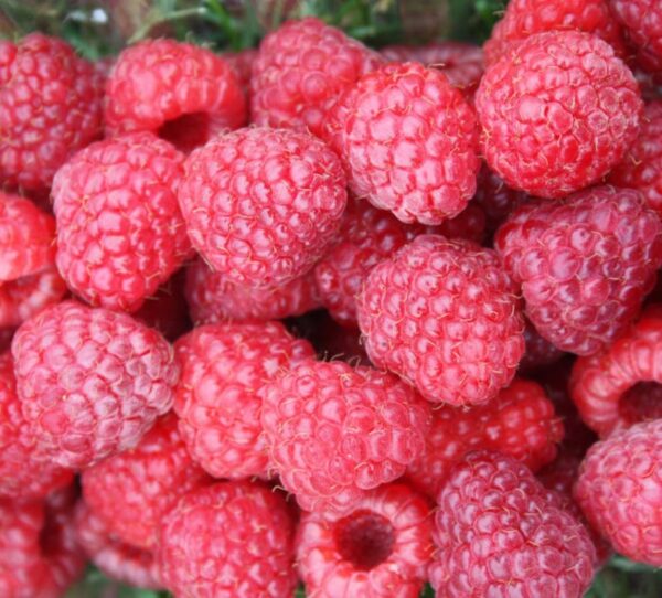 Votaniki Prelude Raspberry Plant - High Yielding Perennial Fruit Plant | Early Ripening, Red Berry, Raspberry Live Plant - Easy to Grow