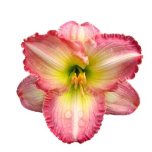 Votaniki Frosted Vintage Ruffles Daylily Roots - Perennial Daylily Flower Roots for Planting | Perfect for Borders, Containers, and Focal Points - Easy to Grow and Low Maintenance