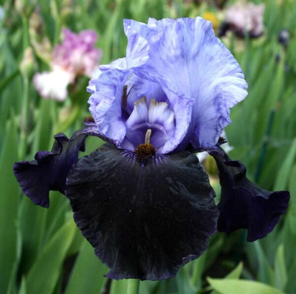 Votaniki Dangerous Mood Bearded Iris Bulbs - Fragrance Flower, Perennial Reblooming Iris Bulbs Ready for Planting - Easy to Grow & Low Maintenance