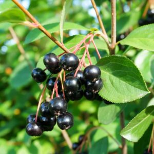 Votaniki Aronia Black Chokeberry Quart Pot Root Start - Attractive Foliage and Fruit, Perennial Aronia Melanocarpa Black Chokeberry - Easy to Grow and Maintain