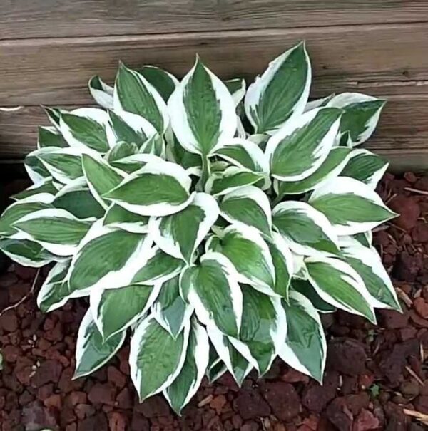 Votaniki Patriot Hosta Bare Root - Striking Foliage Display, Perennial Hosta Bare Root for Planting | Perfect for Borders, Edging, and Groundcover