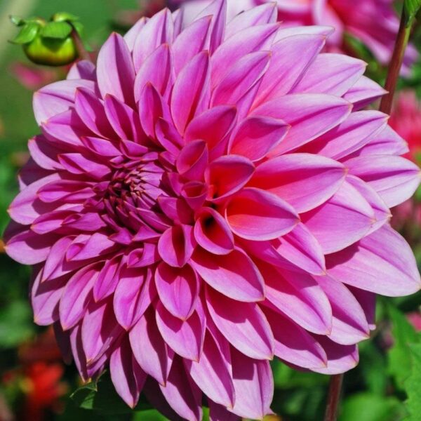 Votaniki Lucky Number Dahlia Bulbs - Attract Pollinators, Perennial Vibrant Flowers for Any Garden - Large Blooming Dahlia Bulbs for Planting - Easy to Grow