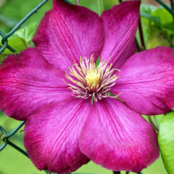 Votaniki Clematis City of Lyon - Large Red Flowered Clematis Plant, Spectacular Blooms | Climbing Plants (Clematis Ville de Lyon), Hardy Fast Growing, Summer/Fall Flowers Bulbs