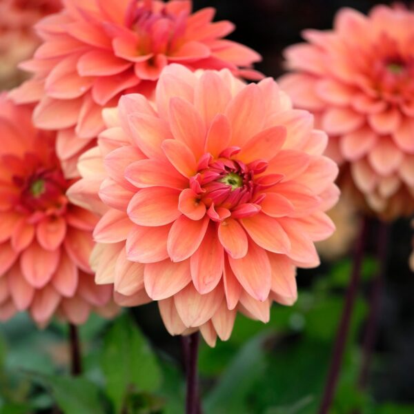 Votaniki Dahlia Summer Flame - Perennial Decorative Dahlia (Summer Flame) Tubers Rady to Plant | Large Blooms, Summer Flowers, Easy to Grow