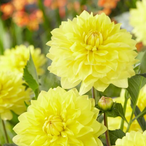 Votaniki American Sun Dahlia Bulbs - Perennial, Large Blooms, Dahlia Decorative American Sun Bulbs for Planting - Easy to Grow, Perfect for Any Garden