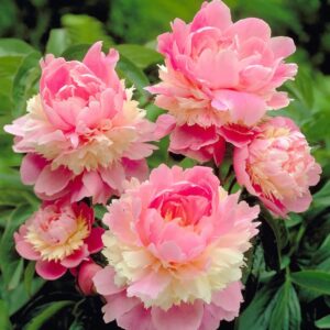 Votaniki Sorbet Peony Bareroot for Planting - Fragrant, Long-Lasting, Perennial Peony Bareroot | Large Blooms - Easy to Grow Sorbet Peony