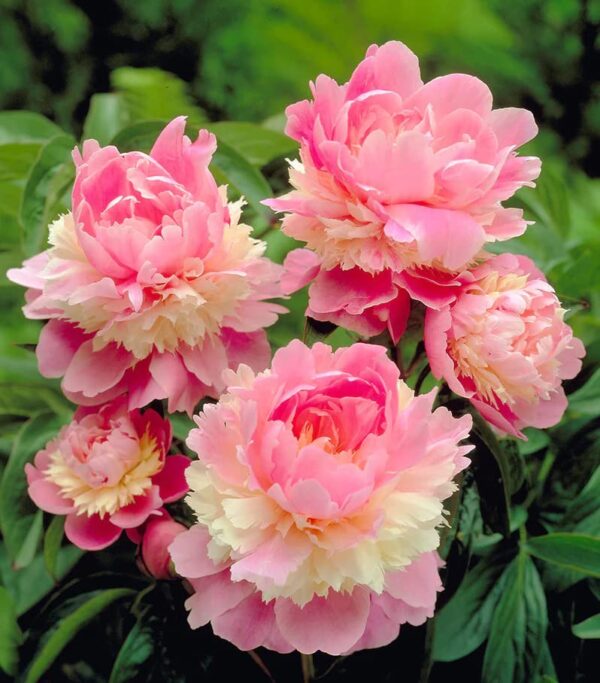 Votaniki Sorbet Peony Bareroot for Planting - Fragrant, Long-Lasting, Perennial Peony Bareroot | Large Blooms - Easy to Grow Sorbet Peony