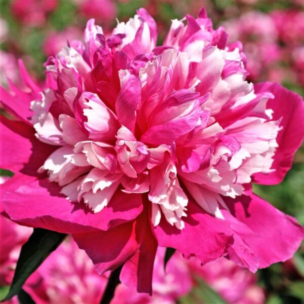 Votaniki Celebrity Peony Roots - Beauty and Fragrance, Perennial, Deep Pink Peony Flowered Roots - Stunning Blooms Year After Year