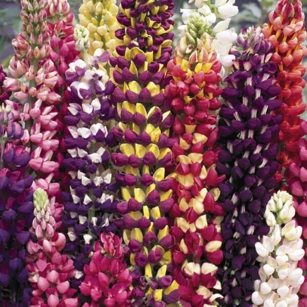 Votaniki Tutti Frutti Lupine Mix Root Starts - Perennial, Hardy, and Long Blooming Lupine Root Start for Planting - Easy to Grow & Low Maintenance Plant