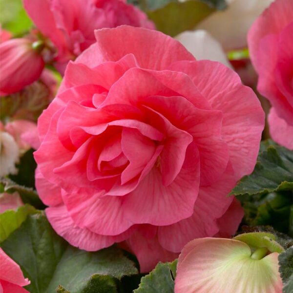 Votaniki Double Pink Begonia Bulbs- Spectacular Flowers, Perennial Pink Begonia | Summer Flowering Bulbs - Easy to Grow