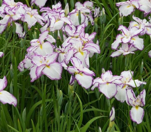 Votaniki Dinnerplate Tiramisu Iris Rhizomes - Perennial & Earliest Blooming Japanese Iris (Iris ensata 'Tiramisu') Rhizomes for Planting | Early Summer Flowers, Easy to Grow