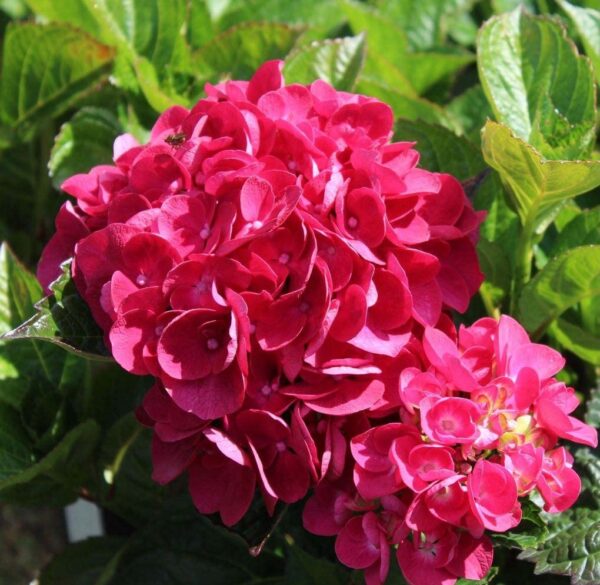 Votaniki Pink Beauty Hydrangea Plant - Hydrangea Macrophylla Plant in Quart Pot - Perennial Bright Pink Blooms, Perfect for Garden or Indoor