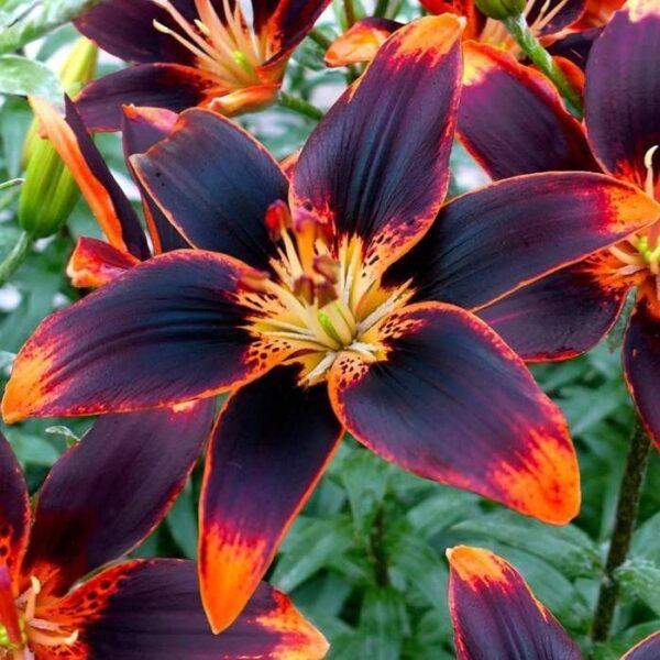 Votaniki Forever Susan Lily Bulbs for Planting - Perennial Long Blooming Lily for Garden Beds, Borders, and Containers | Fast Growing - Low Maninatnace & Easy to Grow