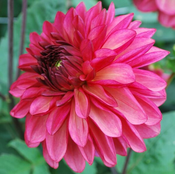 Votaniki Bacardi Dahlia Bulbs - Beautiful Garden All Season Long | Perennial Dahlia, Large Blooms, Premium Bacardi Dahlia Bulbs for Planting - Easy to Grow