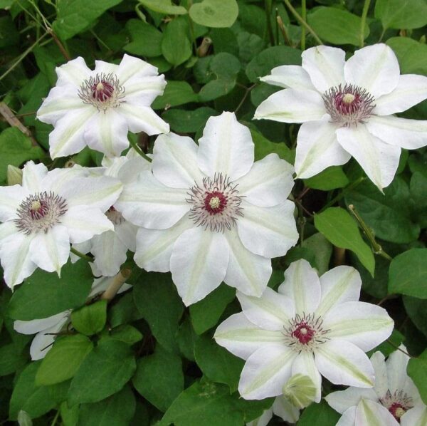 Votaniki Miss Bateman Clematis Root Start - Live Plant, Long Lasting Blooms, Perennial Clematis Flowering Plant for Graden - Fast Growing, Low Maintenance, and Care