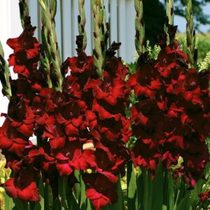 Votaniki at Night Gladiolus Flower Bulbs - Versatile, Perennial Gladiolus Bulbs for Any Garden Setting | Fast Growing & Low Maintenance