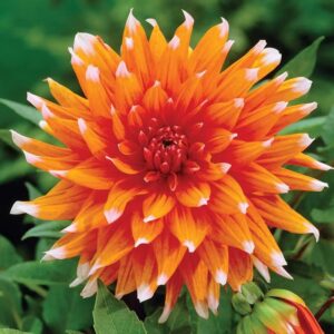 Count Dahlia Cactus Color Spectacle Bulbs - Orange & White Flowering Dahlia Bulb for Planting | Vibrant Colors Dahlia Flower Bulbs