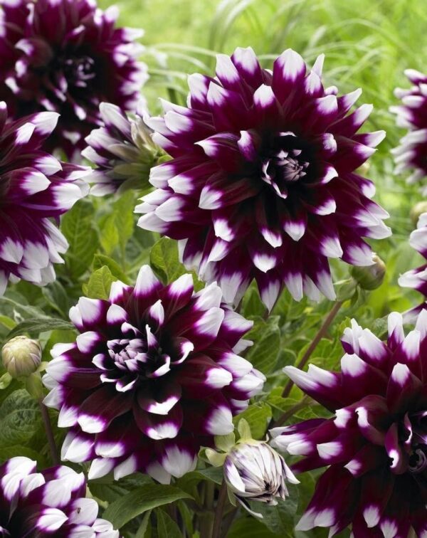 Votaniki Mystery Day Dahlia Bulbs - Dinnerplate Dahlia Bulbs for Planting | Eye-catching Flower, Perennial Dahlia, Large Blooms