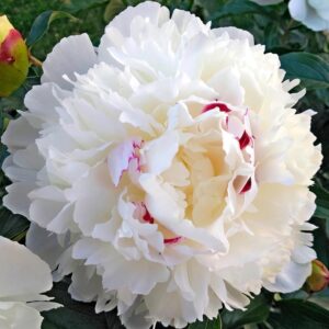 Votaniki Peony Festiva Maxima Roots - Fragrant, Large & Double Blooms, Peony Roots for Planting | Paeonia lactiflora ‘Festiva Maxima’ (Peony) - Spring & Summer Flowers, Easy to Grow